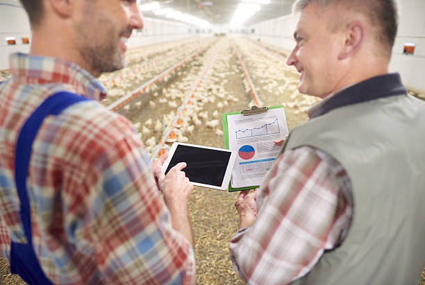 Brazil frozen chicken exporters