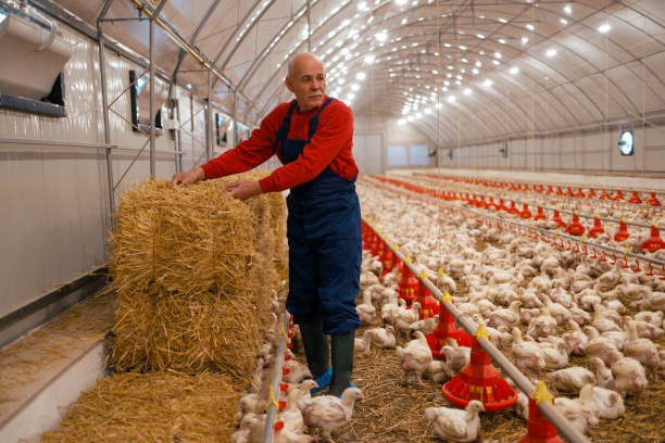 brazil frozen chicken exporters
