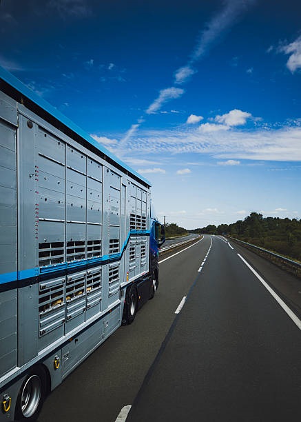 brazil poultry export companies