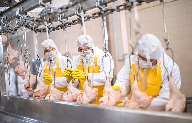 Brazilian Frozen Chicken Cut Exporters