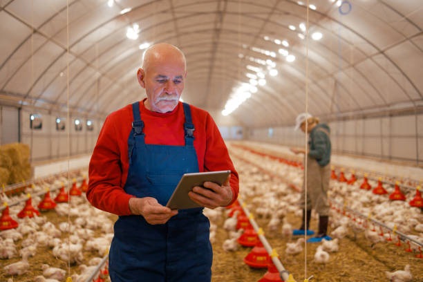 brazil frozen poultry export companies
