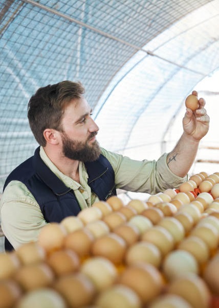 frozen chicken exporters in brazil